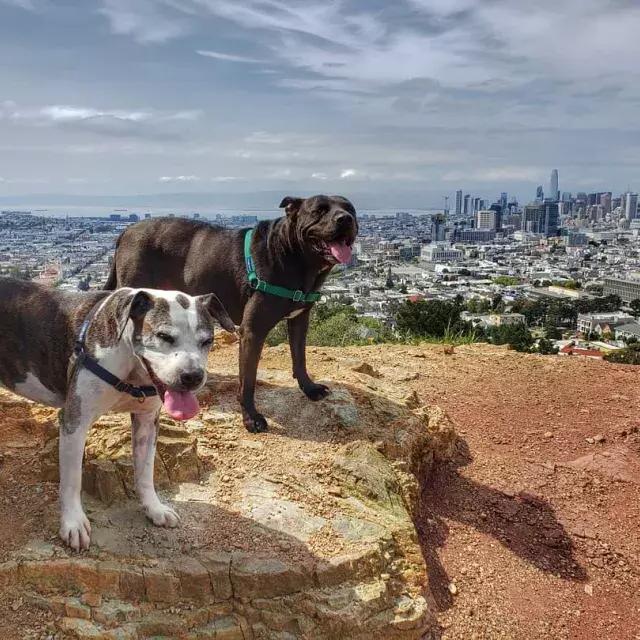 Hunde auf dem Gipfel von Corona Heights