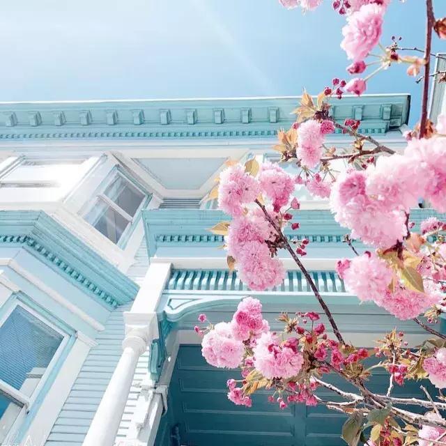 Cherry Blossoms in front of a victorian